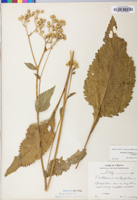 Parthenium integrifolium var. integrifolium image