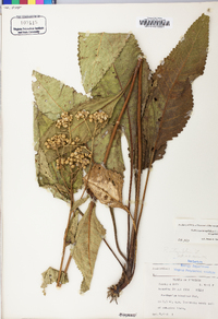 Parthenium integrifolium image