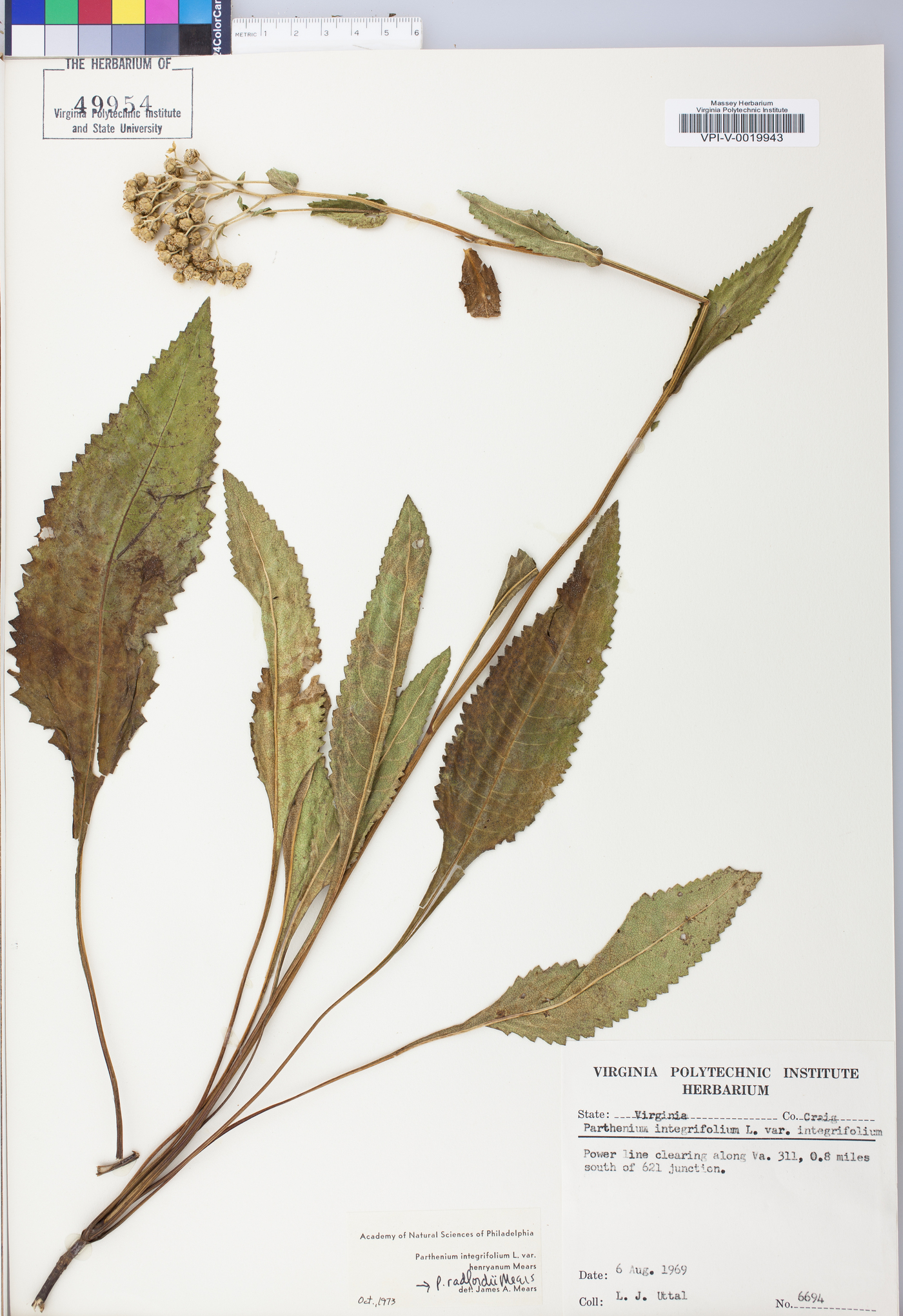 Parthenium integrifolium var. henryanum image