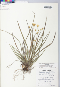 Pityopsis aspera image