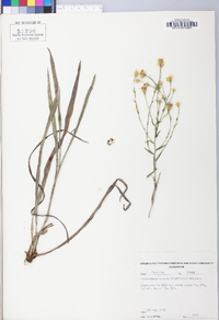Pityopsis aspera image