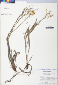 Pityopsis aspera image