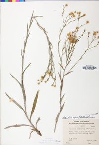 Pityopsis aspera image