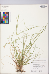 Poa autumnalis image