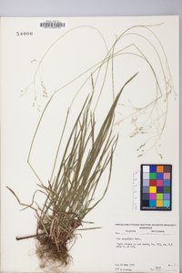 Poa cuspidata image