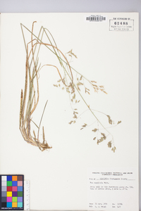 Poa cuspidata image