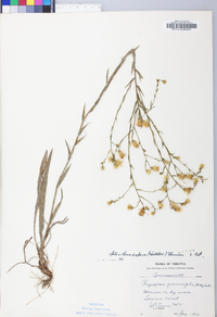 Pityopsis aspera image
