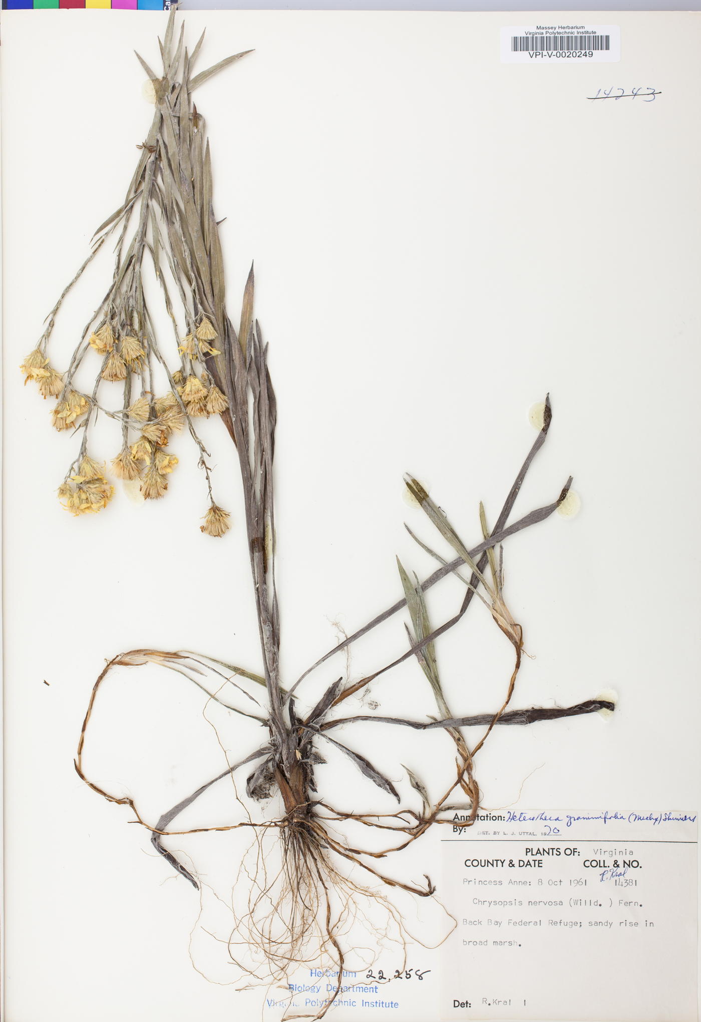 Pityopsis graminifolia var. latifolia image