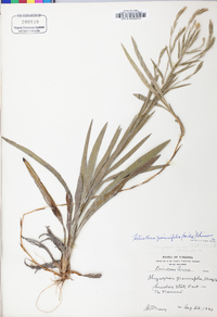 Pityopsis graminifolia var. latifolia image