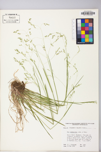 Poa saltuensis image