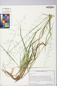 Poa sylvestris image