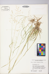 Poa sylvestris image