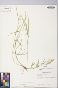 Poa trivialis image