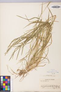 Poa trivialis image