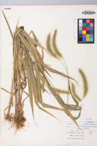 Setaria faberi image