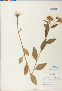 Pluchea odorata var. odorata image