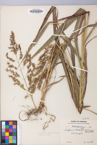 Sorghum bicolor image