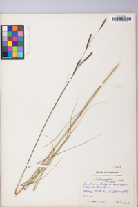 Spartina patens image