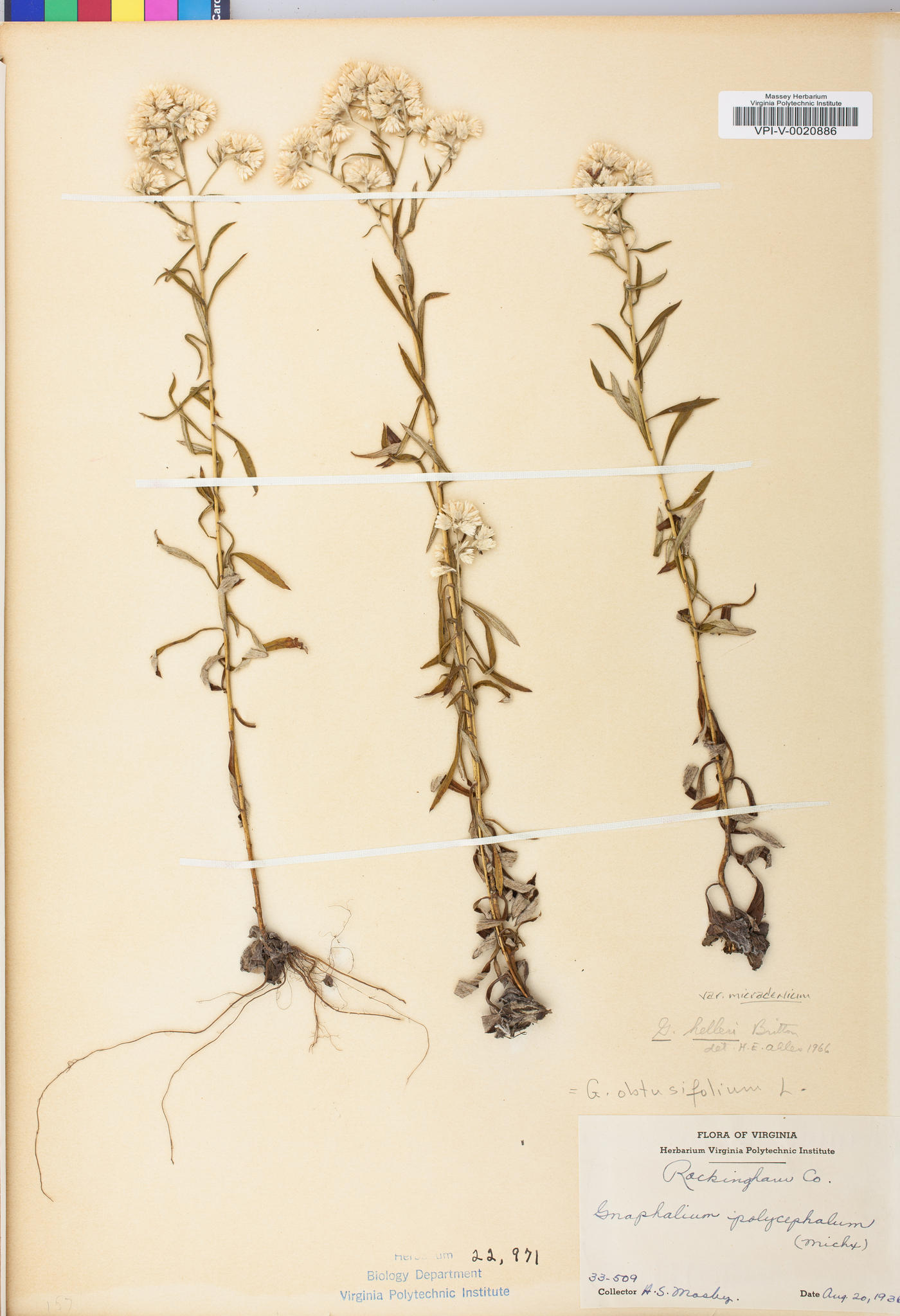 Pseudognaphalium helleri subsp. micradenium image