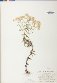 Pseudognaphalium helleri subsp. micradenium image