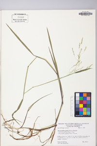 Torreyochloa pallida image