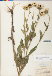 Rudbeckia hirta var. pulcherrima image