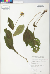 Rudbeckia hirta var. hirta image