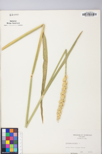 Triticum aestivum image