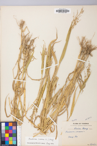 Urochloa ramosa image