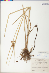 Bolboschoenus robustus image