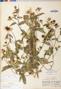 Rudbeckia triloba image