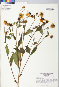 Rudbeckia triloba image