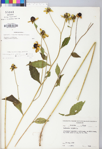 Rudbeckia triloba image