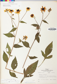Rudbeckia triloba image
