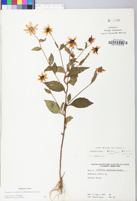 Rudbeckia triloba image