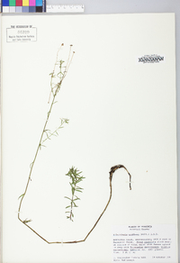 Sclerolepis uniflora image