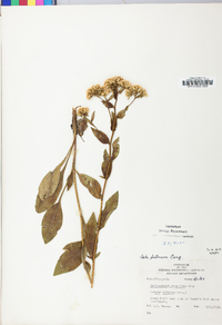 Sericocarpus asteroides image