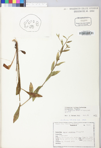 Sericocarpus asteroides image