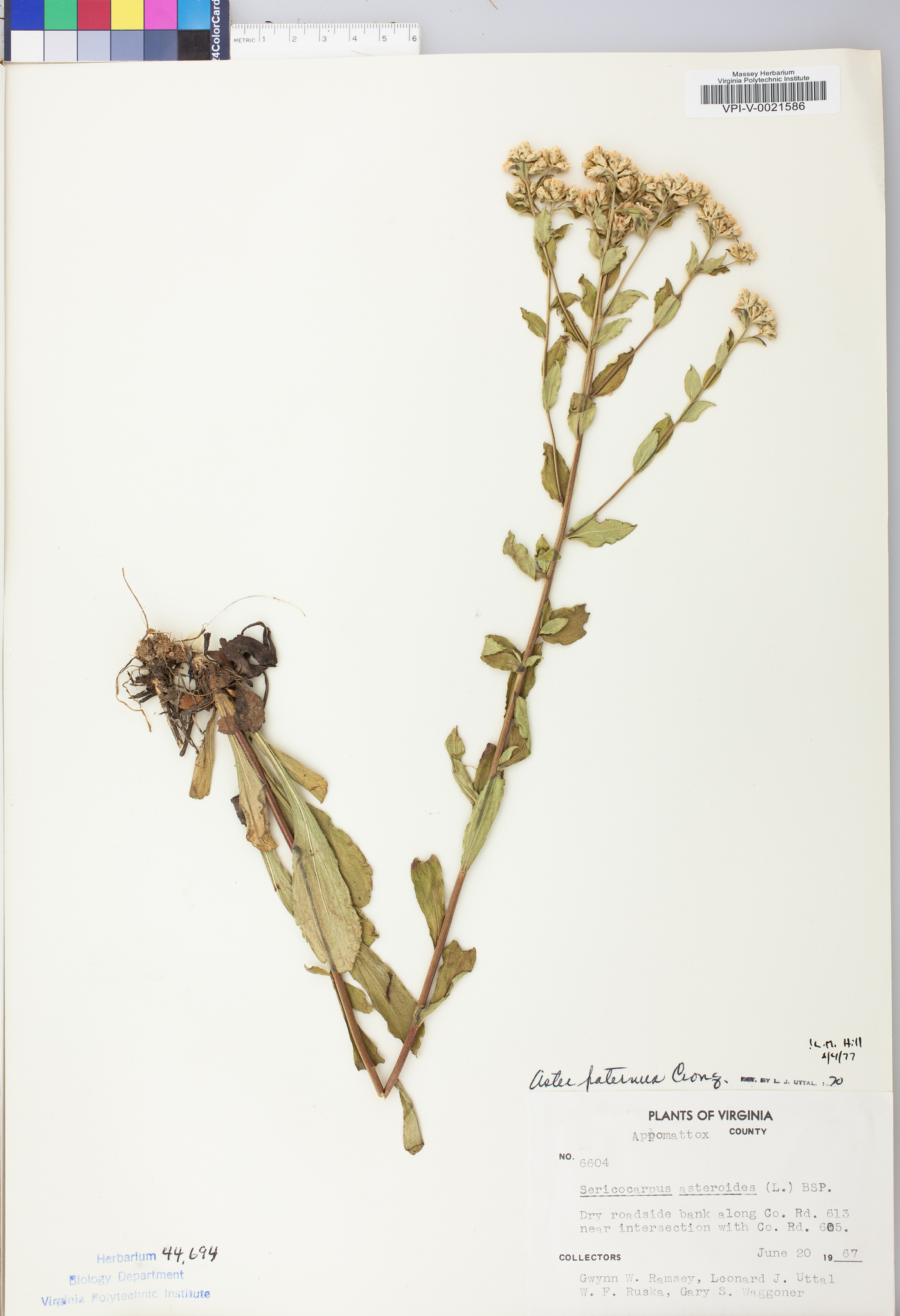 Sericocarpus asteroides image