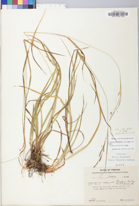 Carex debilis var. rudgei image