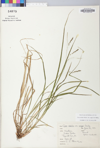 Carex debilis var. rudgei image
