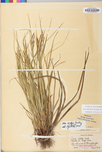 Carex debilis var. rudgei image