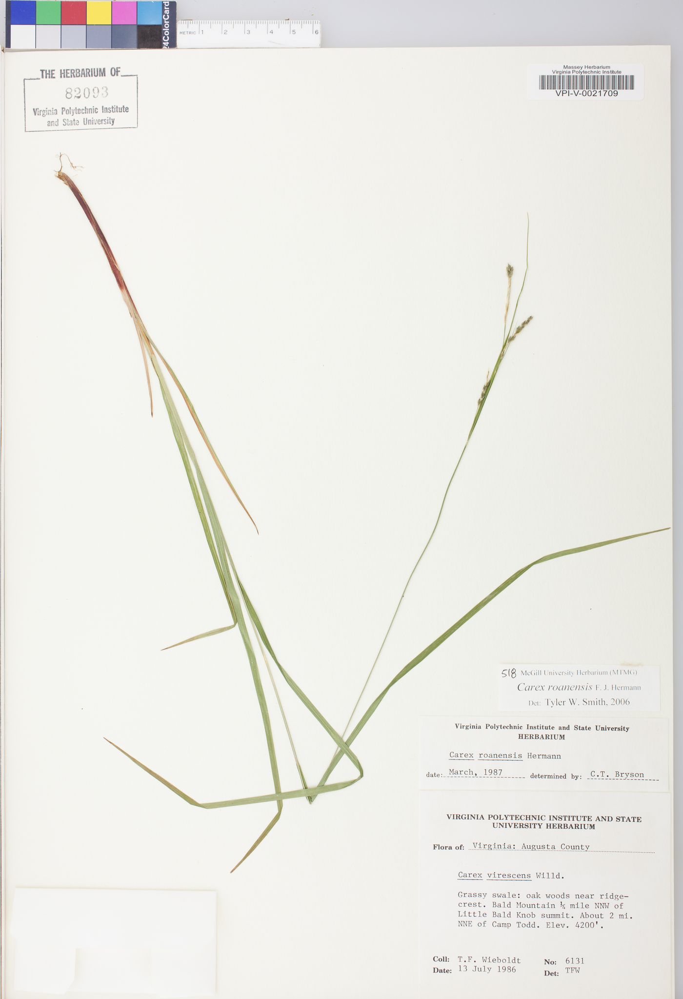 Carex roanensis image