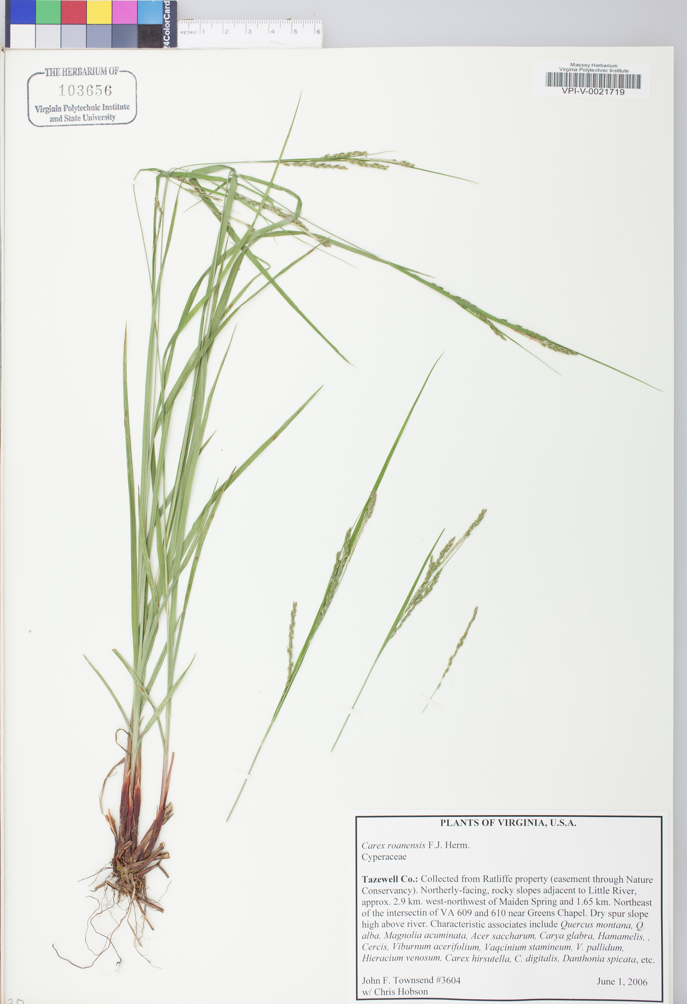 Carex roanensis image