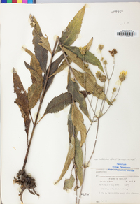 Silphium asteriscus var. trifoliatum image