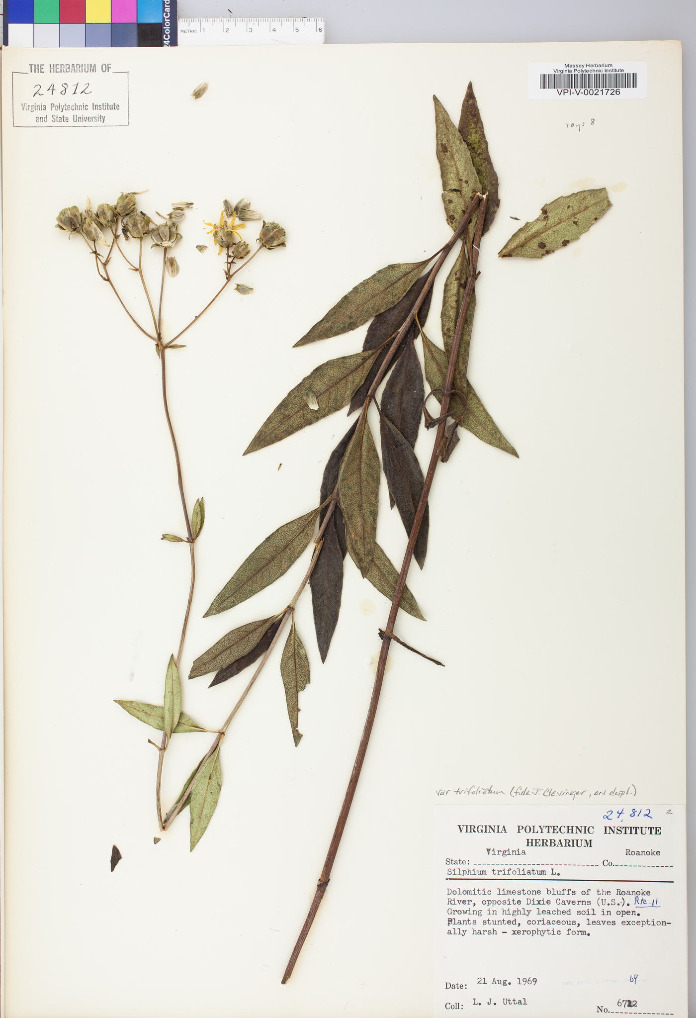 Silphium asteriscus image