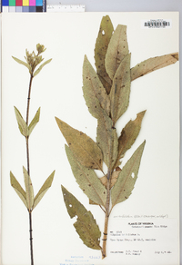 Silphium asteriscus var. trifoliatum image