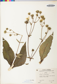 Silphium asteriscus image