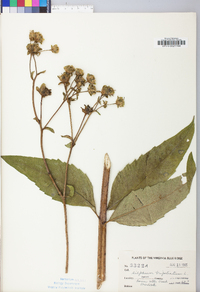 Silphium asteriscus image