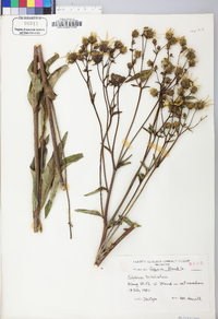 Silphium asteriscus image